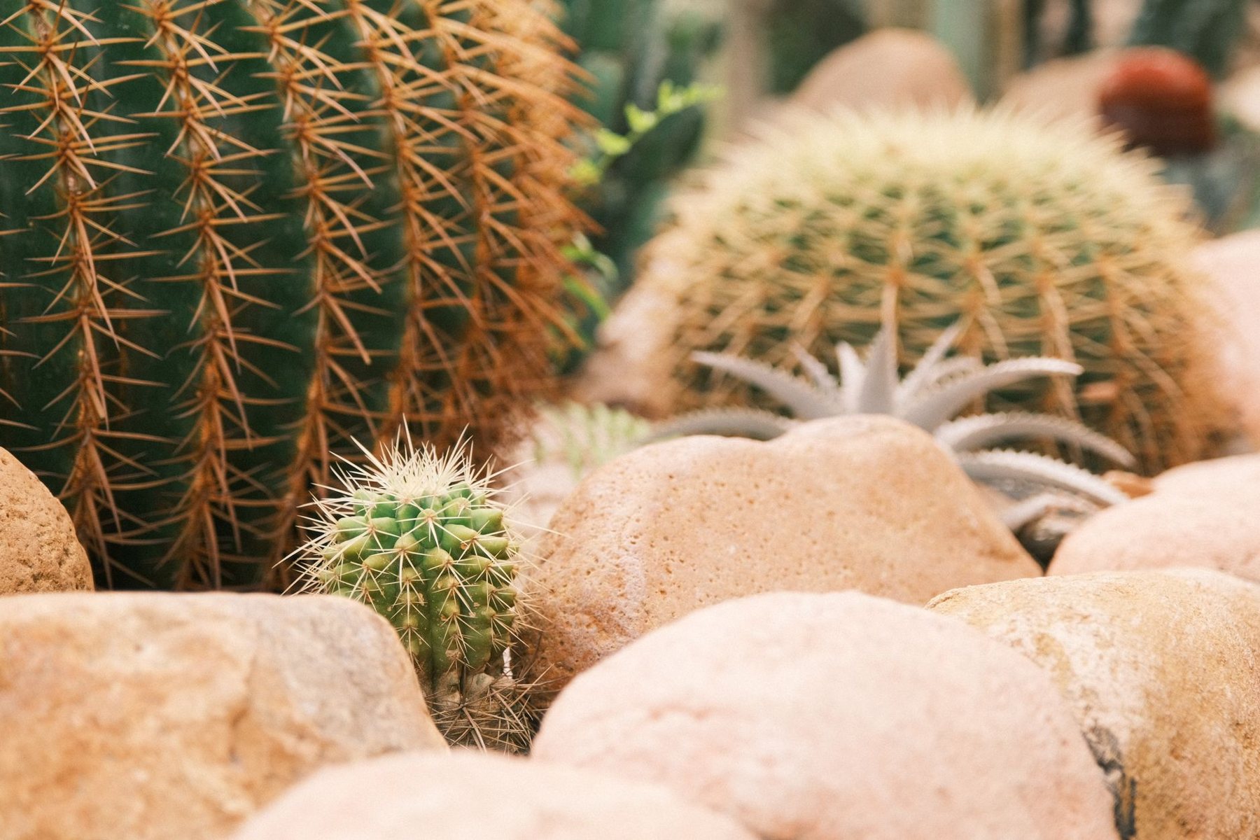 Desert xeriscape design in Cave Creek, AZ